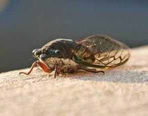 cicada