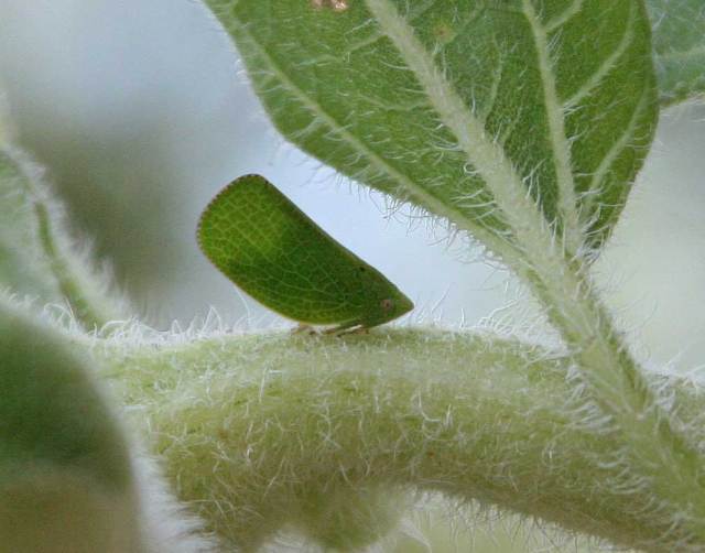 Leaf Hopper in Repose