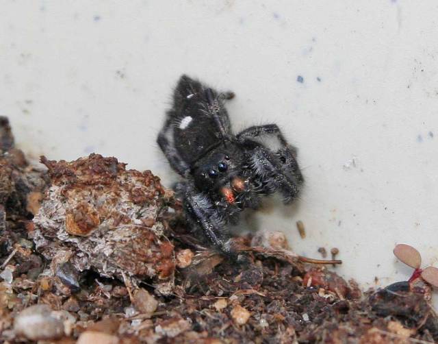 Jumping Spider